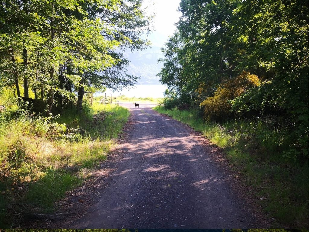 Bajada a al lago desde las cabañas